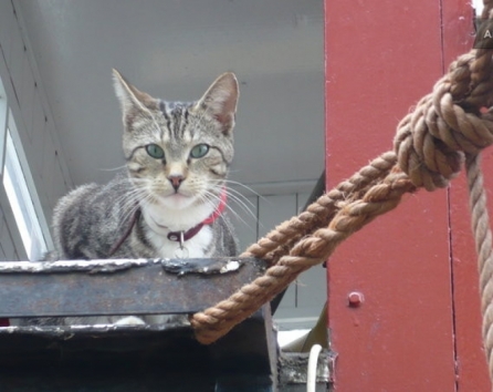 Boobie the real Captain on Board