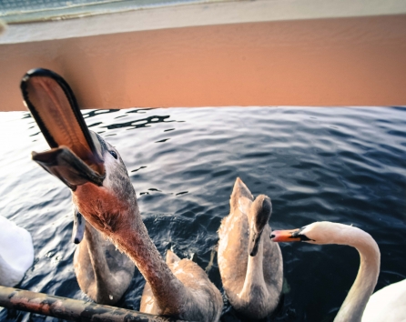 Feeding the swans